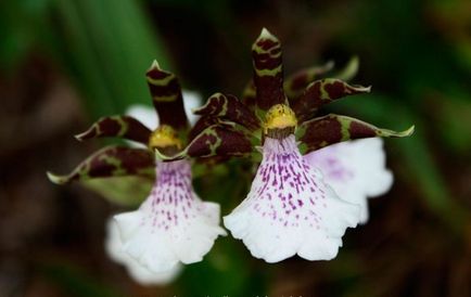 Orhidee zygopetalum de îngrijire la domiciliu, specie, transplant la cumpărare