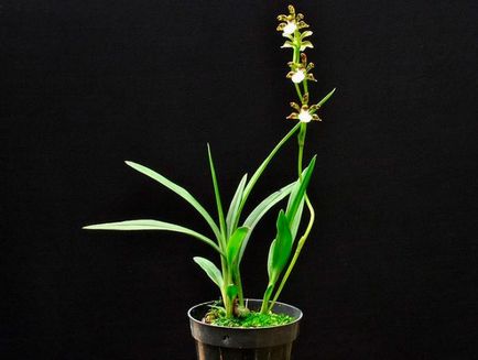 Orchid zigopetalum otthoni gondozást, fajok transzplantáció vásárlásakor