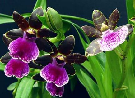 Orchid zigopetalum otthon