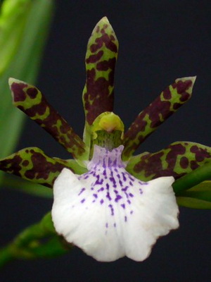 Orchid zigopetalum otthoni gondozás és transzplantációs virág, orchidea fotó zigopetalum