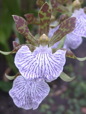 Orhidee zigopetalum la îngrijirea la domiciliu și transplant de flori, fotografii de orhidee zygopetalum