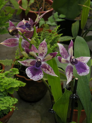 Орхідея зігопеталум в домашніх умовах догляд і пересадка квітки, фото орхідеї зігопеталум