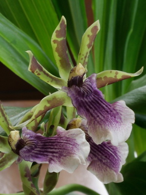 Orchid zigopetalum otthoni gondozás és transzplantációs virág, orchidea fotó zigopetalum