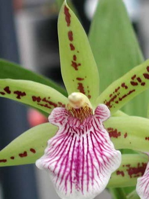 Орхідея зігопеталум в домашніх умовах догляд і пересадка квітки, фото орхідеї зігопеталум