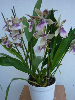 Orchid zigopetalum otthoni gondozás és transzplantációs virág, orchidea fotó zigopetalum