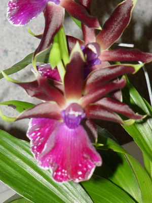 Orchid zigopetalum otthoni gondozás és transzplantációs virág, orchidea fotó zigopetalum