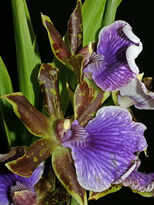 Orhidee zigopetalum la îngrijirea la domiciliu și transplant de flori, fotografii de orhidee zygopetalum