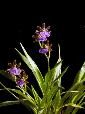 Orchid zigopetalum otthoni gondozás és transzplantációs virág, orchidea fotó zigopetalum