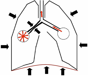 Bázisok ventillátor (PEEP CPAP Alapvonal) Alapjai gépi lélegeztetés