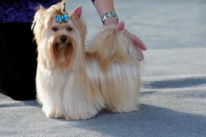 Caracteristicile lui Yorkshire terrier și specificitatea conținutului acestuia