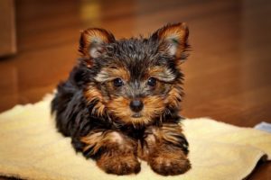 Caracteristicile lui Yorkshire terrier și specificitatea conținutului acestuia