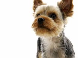 Caracteristicile lui Yorkshire terrier și specificitatea conținutului acestuia