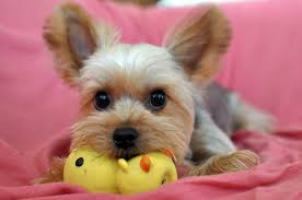 Caracteristicile lui Yorkshire terrier și specificitatea conținutului acestuia