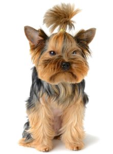 Caracteristicile lui Yorkshire terrier și specificitatea conținutului acestuia