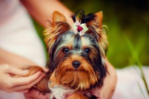 Caracteristicile lui Yorkshire terrier și specificitatea conținutului acestuia