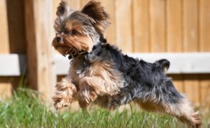Особливості породи собак йоркширський тер'єр і специфіка її змісту