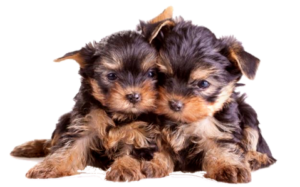 Caracteristicile lui Yorkshire terrier și specificitatea conținutului acestuia