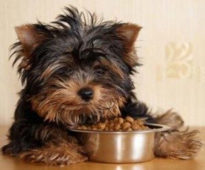 Caracteristicile lui Yorkshire terrier și specificitatea conținutului acestuia