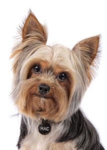 Caracteristicile lui Yorkshire terrier și specificitatea conținutului acestuia