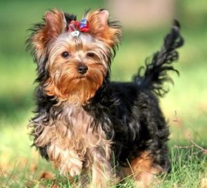 Caracteristicile lui Yorkshire terrier și specificitatea conținutului acestuia