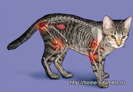Osteoarthritis macskák - pet