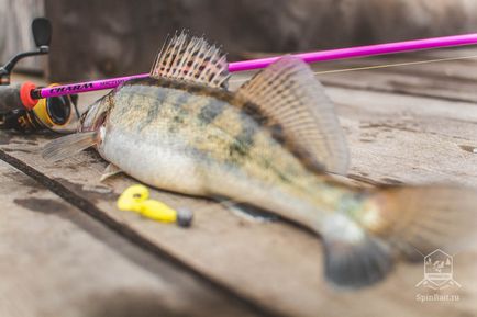 Звіт про риболовлю на річці Ісеть в Среднеуральскій (на каналі сугрес)