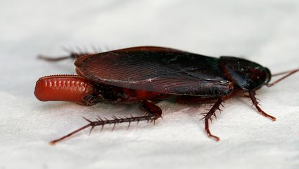 Poison csótányok leghatékonyabb (asztal mellett a szemetet) Poison csótányok leghatékonyabb