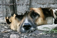Răspunderea pentru cruzimea față de animale în realitățile și perspectivele Rusiei
