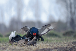 Vânătoare pentru grouse în toamnă cu o abordare, a se vedea fotografii și clipuri video