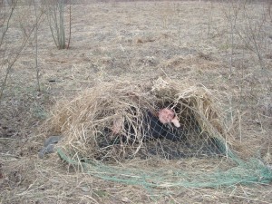 Vânătoare pentru grouse în toamnă cu o abordare, a se vedea fotografii și clipuri video