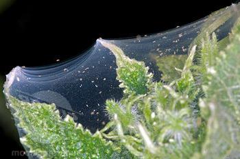 Павутинний кліщ на огірках