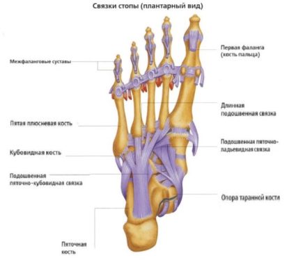 Törés a lábközépcsont csont a láb - Tünetek, kezelés és rehabilitáció