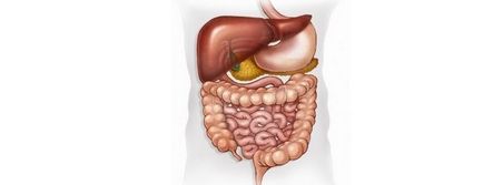 Digestia proteinelor în tractul gastrointestinal