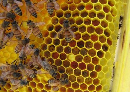 Перга бджолина продукт з надзвичайними властивостями