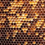 Перга бджолина продукт з надзвичайними властивостями
