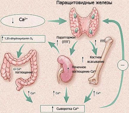 Hiperparatiroidismul primar și secundar, simptomatologia, diagnosticul și tratamentul bolii