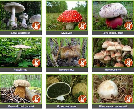 Чому гриби бувають їстівні і неїстівні cistrc