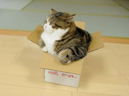 Чому коти люблять коробки