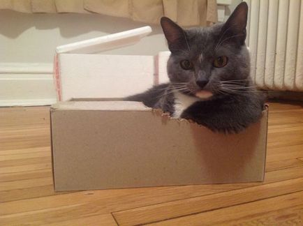 Чому коти люблять коробки