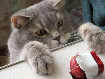 De ce pisica nu mananca scoici de carne de vita, dar mananca carne cruda