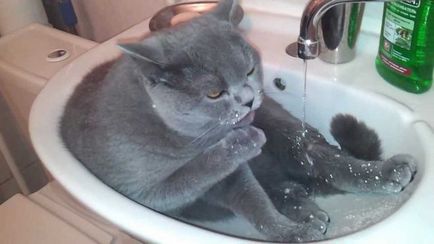Miért nem egy macska iszik vizet a tálba