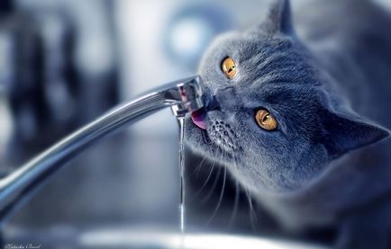 De ce pisica nu bea apa din castron
