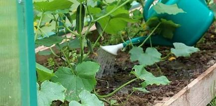 Top dressing de castraveți în teren deschis, fotografie de seră, reședință mea de vară preferată