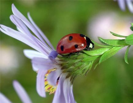 Locuitorii utile din grădină sunt insecte, păsări, animale