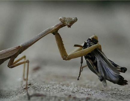 Locuitorii utile din grădină sunt insecte, păsări, animale