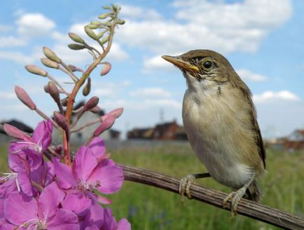 Locuitorii utile din grădină sunt insecte, păsări, animale