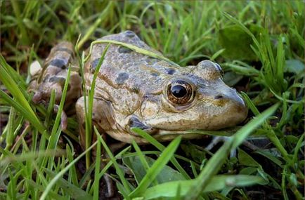 Locuitorii utile din grădină sunt insecte, păsări, animale