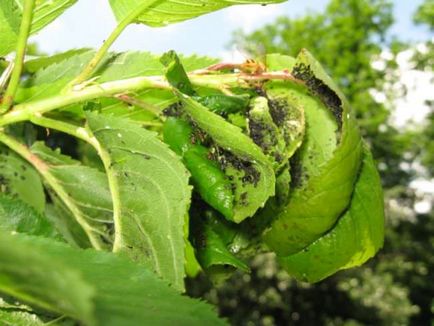 Корисні мешканці саду комахи, птахи, тварини