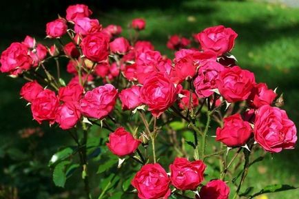 Поліантових троянди (ангельські) що це таке і як вирощувати з насіння