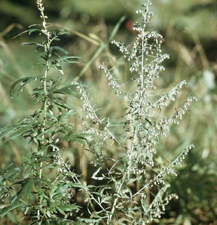 Pollinoză - simptome, dietă - Portalul Medical Siberian